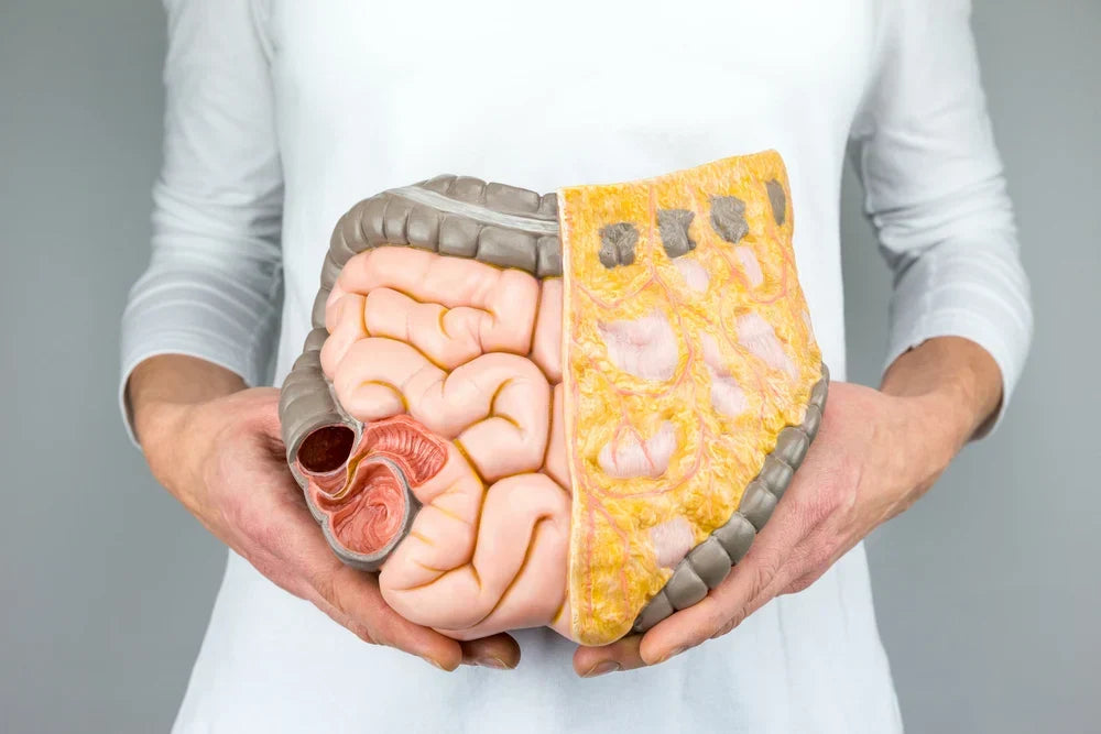 Lactase enzyme—what it is and why it matters